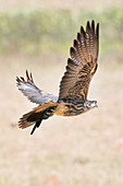 Lanner falcon