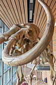 Columbian mammoth skeleton