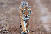 Bengal tiger, India