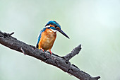 Common kingfisher, India