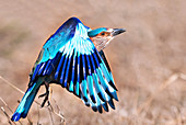 Indian roller, India