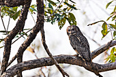 Mottled wood owl, India