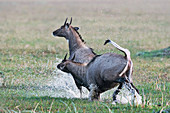 Nilgai, India