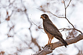 White-eyed buzzard, India