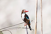 White-throated kingfisher, India