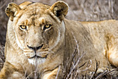 Female lion at Hlane Royal Game Preserve, Swaziland