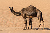 Camel in desert