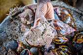 Giant African Snail held upside down in Ganta, Liberia