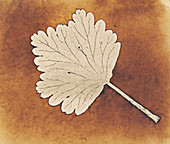 Leaf by Talbot, 1840