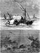 19th Century sponge divers, Africa, illustration