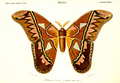 Atlas moth, 19th Century illustration