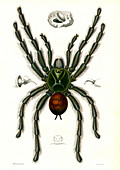 Tarantula, 19th Century illustration