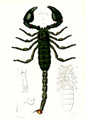 Scorpion, 19th Century illustration