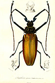 Giant longhorn beetle, 19th Century illustration