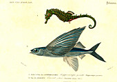 Seahorse and flying fish, 19th Century illustration