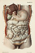Digestive system organs, 1866 illustration