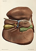 Internal surface of the liver, 1866 illustration