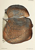 Liver lymph vessel anatomy, 1866 illustration