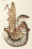 Pancreas anatomy, 1866 illustration