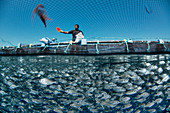 Mediterranean fish farm
