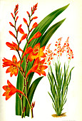 Montbretia hybrid, 19th century