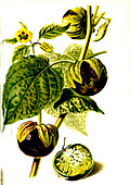 Physalis violacea fruits, 19th century