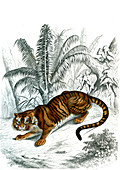 Bengal tiger, 19th century