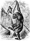 Western gorillas, 19th century