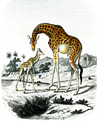 Nubian giraffe, 19th century