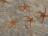 Ordovician brittle star fossils