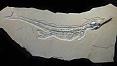 Jurassic crocodile fossil