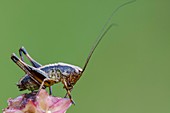 Dark Bush Cricket