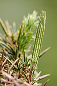 Grass Emerald Moth caterpillar