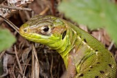 Western Green Lizard