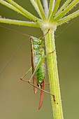 Long-winged Conehead