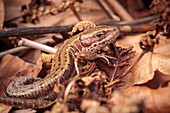 Common Lizard