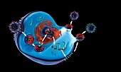 Influenza virus life cycle, illustration