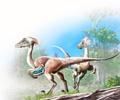 Unenlagia dinosaurs, illustration