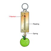 Weighing an apple on a newton meter, illustration