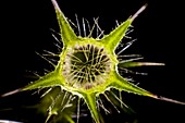 Stachys recta calyx, light micrograph