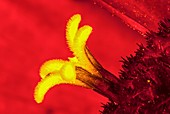 Zinnia flower, light micrograph