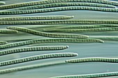 Oscillatoria cyanobacteria, light micrograph