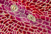 Asian knotweed epidermis, light micrograph