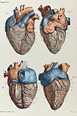 Heart anatomy, 1866 illustration
