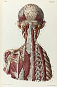 Head, neck and back arteries, 1866 illustration
