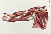 Upper arm arteries and muscles, 1866 illustration