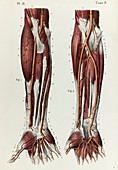 Lower arm arteries, 1866 illustration