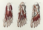 Foot arteries, 1866 illustration