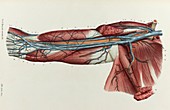 Upper arm veins, 1866 illustration