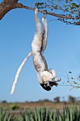 Verreaux's Sifaka feeding.